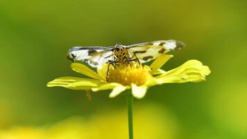 macro Visualizza di un' farfalla estrazione nettare a partire dal un' fioritura video