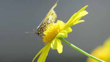 Macro image of a butterfly feeding on nectar from a blossom video