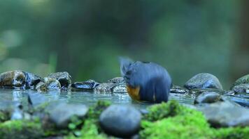 Capturing vibrant scenes of different species of minivets 2 video