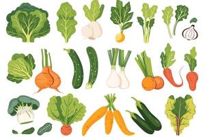 fresh vegetables Collection on whit background vector