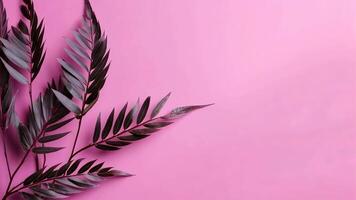 Tropical leaves creating frame on pastel pink background video