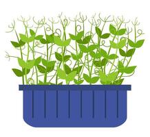 Pea sprouts in a plastic container flat illustration isolated on white backgrpund vector