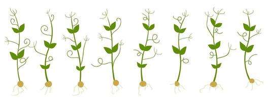 Set of pea sprouts isolated on white background vector