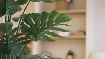 A beautiful Lush Green Monstera Leaf in a modern design, adding a fresh, vibrant touch video