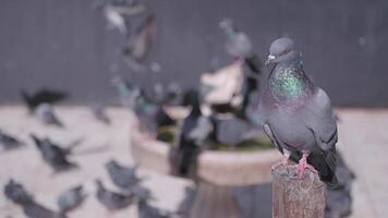 A group of pigeons can be seen gathering around a water fountain situated in an urban environment video