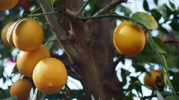fresh lemons from a lemon tree in a yellow pot in a tranquil garden video