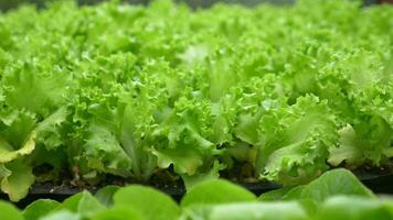 Lush and vibrant green lettuce thriving in a stateoftheart hydroponic growing system video