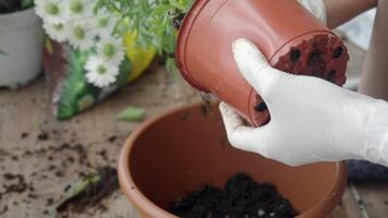 Potted Plant Care Properly Repotting with Appropriate Soil and Protective Gloves for Plants video