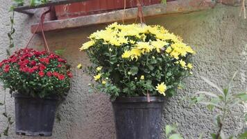 Delightful and vibrant hanging flower pots filled with the beautiful blooming Yellow and Red Mums video