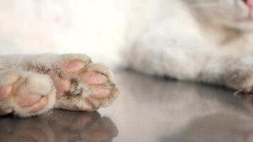 Cute photos of a cats paw show its features and textures from different angles video