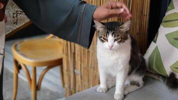 A Gentle Moment A Cat Enjoying Affectionate Touch and Relishing Every Bit of It video