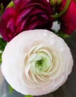 A close up of a white and pink flower photo