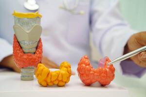 Hyperthyroidism, Overactive Thyroid, Thyroid Lymphoma, Asian doctor with thyroid gland human anatomy model in hospital. photo