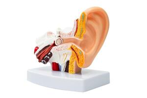 Ear human model isolated on white background with clipping path to learn and treat hearing loss in patient. photo