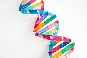 Deoxyribonucleic acid or DNA, double helix chains structure formed by base pairs attached to a sugar phosphate backbone. photo
