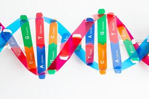 Deoxyribonucleic acid or DNA, double helix chains structure formed by base pairs attached to a sugar phosphate backbone. photo