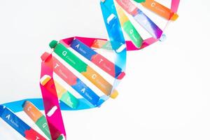 Deoxyribonucleic acid or DNA, double helix chains structure formed by base pairs attached to a sugar phosphate backbone. photo