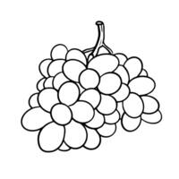 Linear drawing of ripe grapes, perfect as an icon. Simple sketch for coloring or vineyard logo. Ideal for fresh fruit concepts, orchard branding, or tropical garden themes. Single line graphic. vector