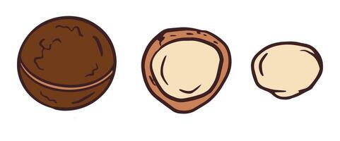 Hand drawn Macadamia. Peeled, whole nuts, nut in shell, whole kernel and half illustrations for poster, banner, recipe card, menu, food package designwhite and black sketch illustration vector