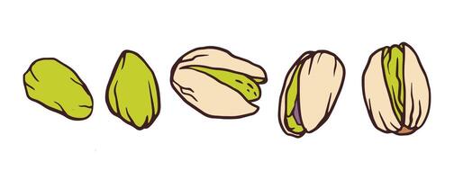 Pistachio. Delicious tasty nuts snack, raw nuts in shell doodle illustration set. Crunchy pistachio nuts on white for package, menu, recipe, cookbook design vector