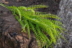 Green acacia leaves on a tree trunk in daylight, natural background photo