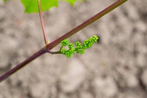 Unripe green grape, fruit of the vine in june, natural background photo