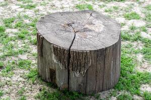 Cut tree trunk, wooden log with root in the ground, place of platform, place of seat photo