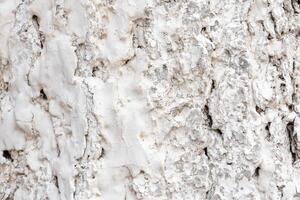 Whitewashed tree bark background, texture photo