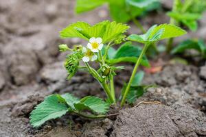 Strawberry plant in flower and with green fruit in the garden photo