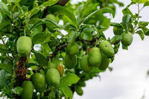 Raw green plums on branch in tree photo