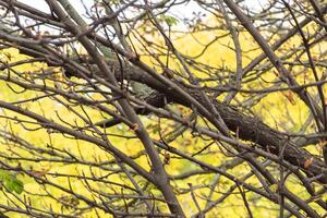 Natural autumn frame with branches on yellow background photo