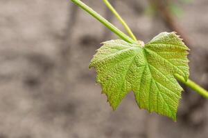 Young green vine leaf, natural green background with space for writing photo