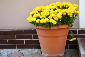 Yellow chrysanthemum flowers in large pot photo