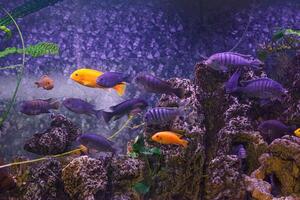 underwater photography of fish Maylandia estherae and Protomelas fenestratus photo