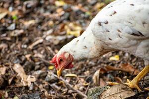 White chicken in the forest photo