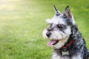 Portrait of a miniature schnauzer dog in the backyard photo