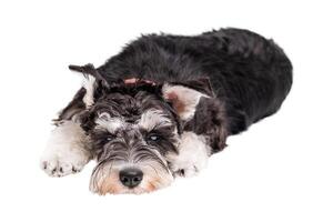 Miniature schnauzer dog lying sad isolated photo