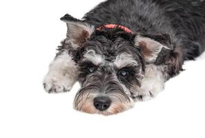 Miniature schnauzer dog lies looking at the camera isolated photo