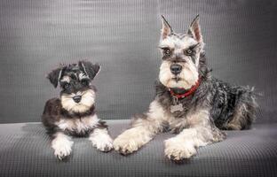 Miniature schnauzer dog and puppy lying photo