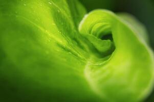 The palm leaf curls. Abstract nature background photo