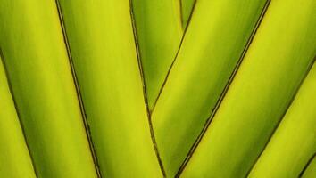 Abstract background nature palm tree trunk photo