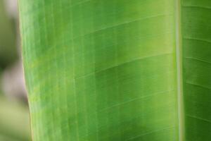 Part of banana tree leaf photo
