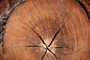Log cut tree pattern photo