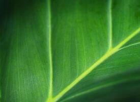 Leaf abstract nature background photo