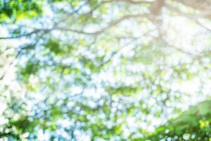 Abstract blurred tree background photo