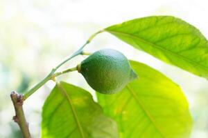 Close up of growing green unripe lemon on the tree in the garden photo
