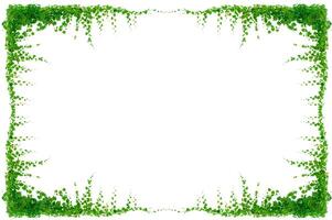 vine frame leaf vine isolates on a white background photo