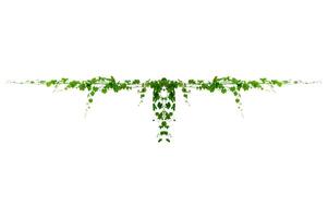 vine frame leaf vine isolates on a white background photo