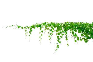 vine frame leaf vine isolates on a white background photo