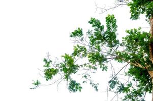 green tree branch isolated. New green leaves on a linden branch. Young fresh foliage of linden tree. Set of isolated object on a white background. Spring time Fresh green leaves branch isolated photo